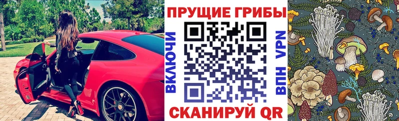 Купить закладки  Нестеров  Псилоцибиновые грибы Cubensis 